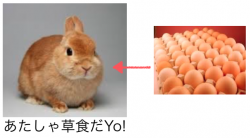 ウサギに卵実験